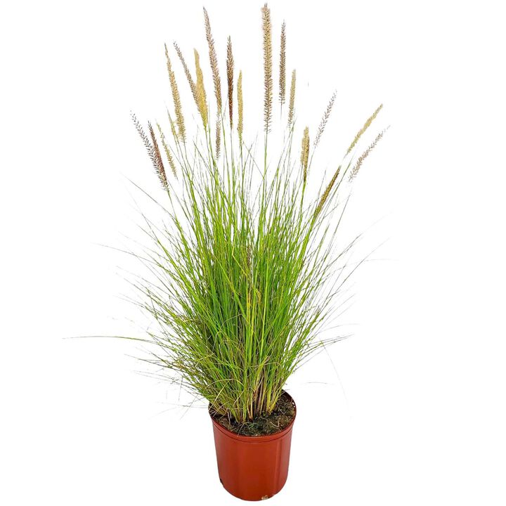 Purple Fountain Grass Ornamental Grass in 3 Gallon Nursery Pot 1 -Pack