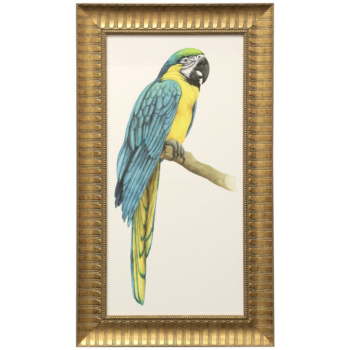 Teal Macaw I Framed Print