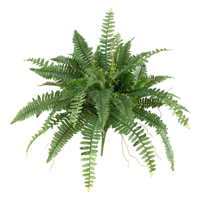 Hivvago Boston Fern (Set of 2)