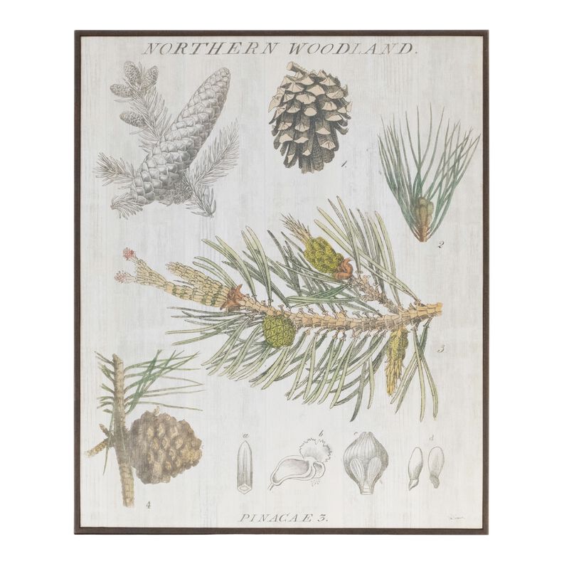 Framed Pine Encyclopedia Print for Nature-Inspired Home Decor Wall