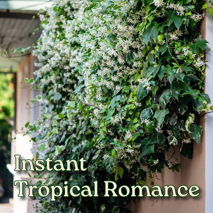 Confederate Jasmine (Star Jasmine) Vine in 3 Gallon Nursery Pot 1 ‑Pack