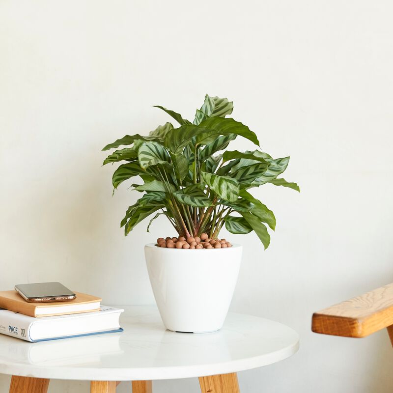 2-Pack Smart Self-watering Planter Round Cone Pot for Indoor and Outdoor image number 3