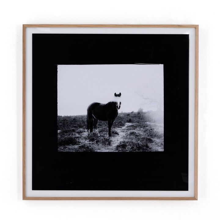 Blank Horse
