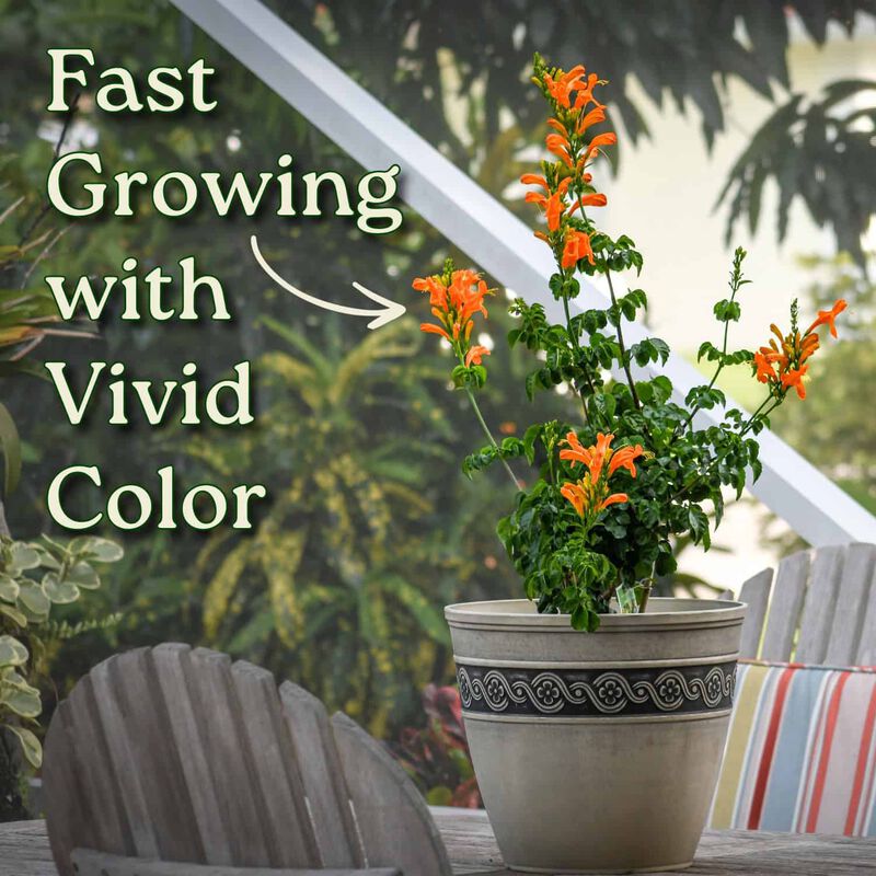 Cape Honeysuckle in 3 Gallon Nursery Pot 1 ‑Pack image number 3