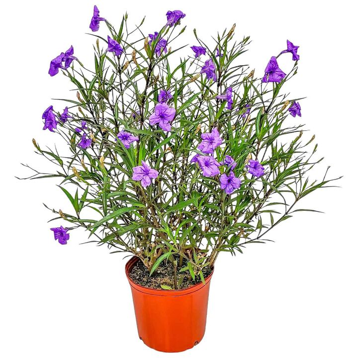 White Ruellia Bush in 3 Gallon Nursery Pot 1 ‑Pack