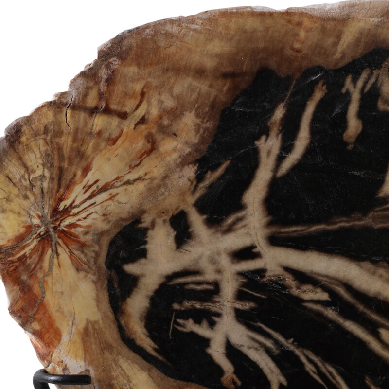 Petrified Wood Disc On Stand image number 5