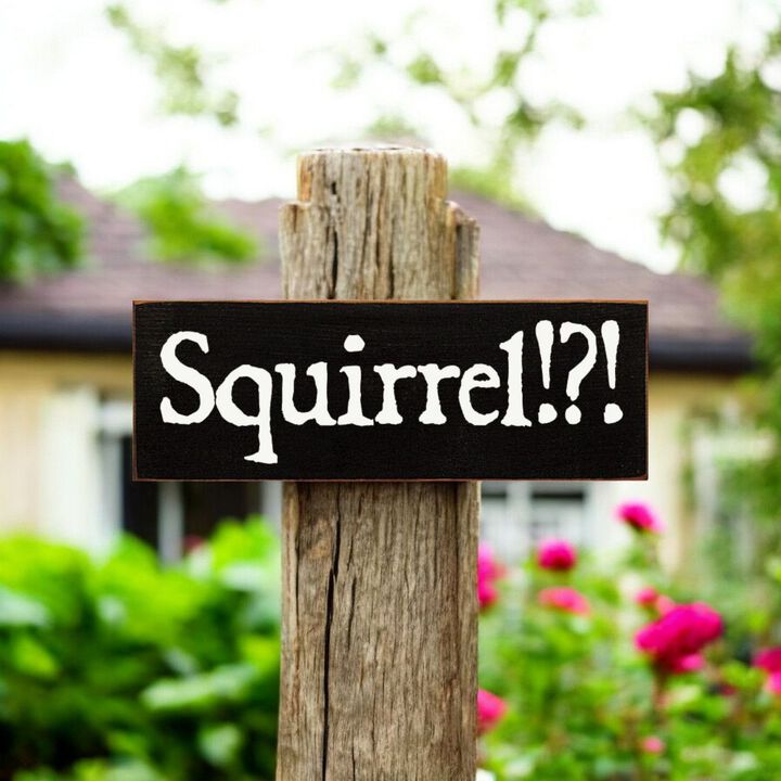 Squirrel Wood Sign Rustic Farmhouse Wall Decor for Living Room, Cabin or Entryway