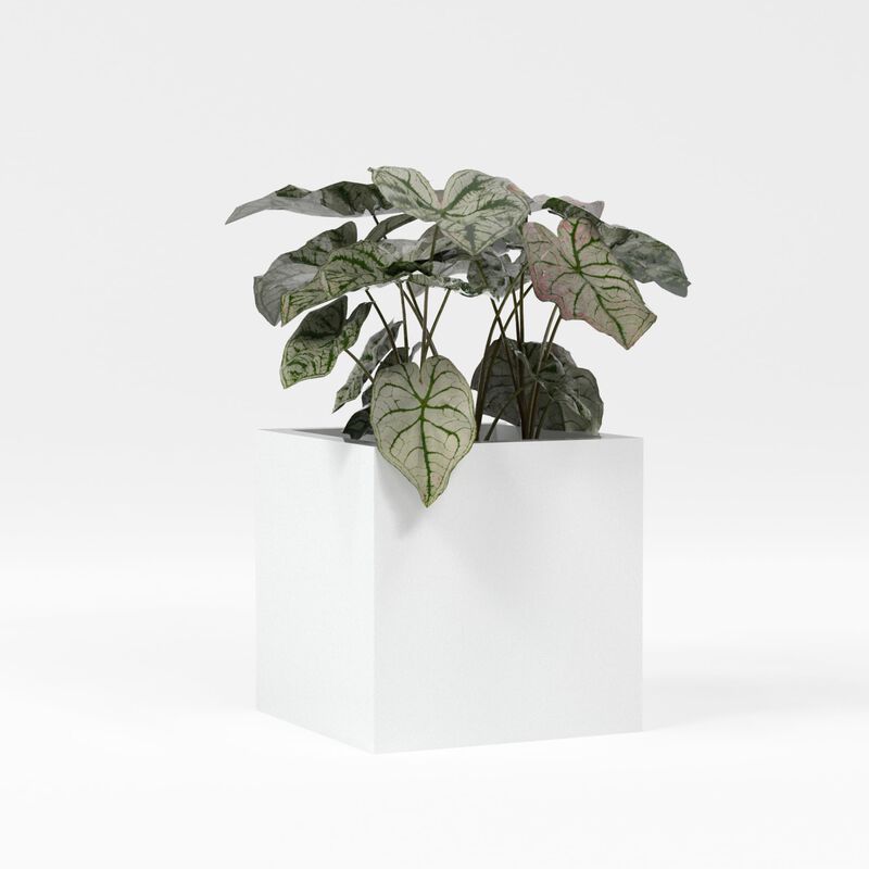 Greenline Fiberglass Jack Medium Indoor/Outdoor Square Cube Planter.