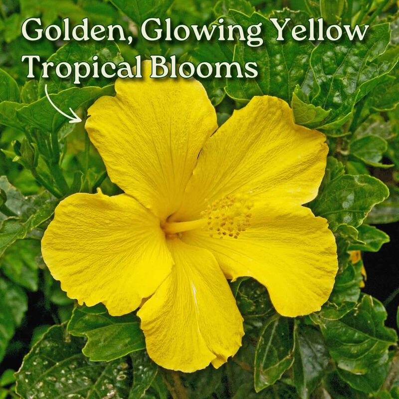 Hibiscus Bush in 3 Gallon Nursery Pot 1 ‑Pack image number 1