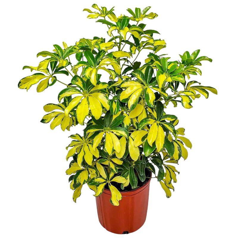 Arboricola Trinette House Plant in 3 Gallon Nursery Pot 1 ‑Pack image number 0