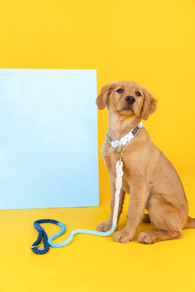 Kennedy Rope Dog Leash image number 1