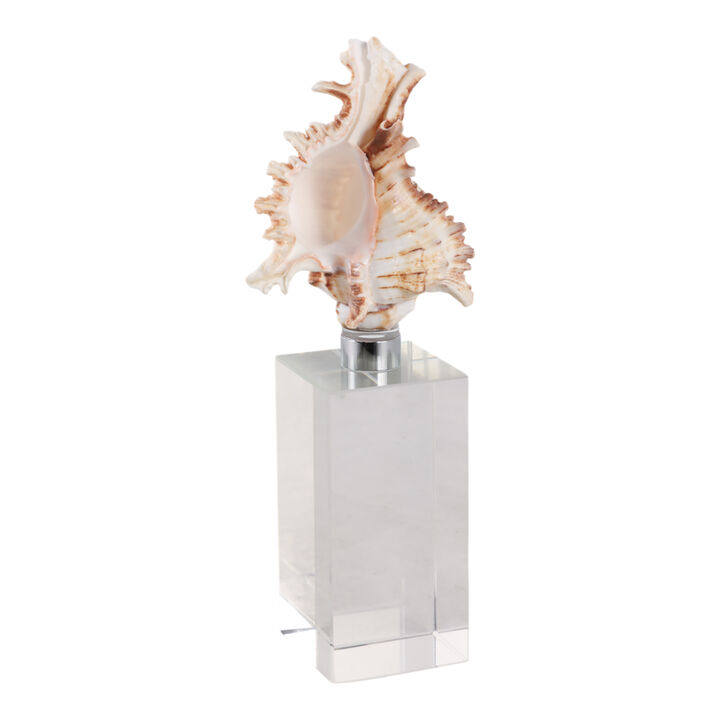 8x2" Shell On Crystal Base