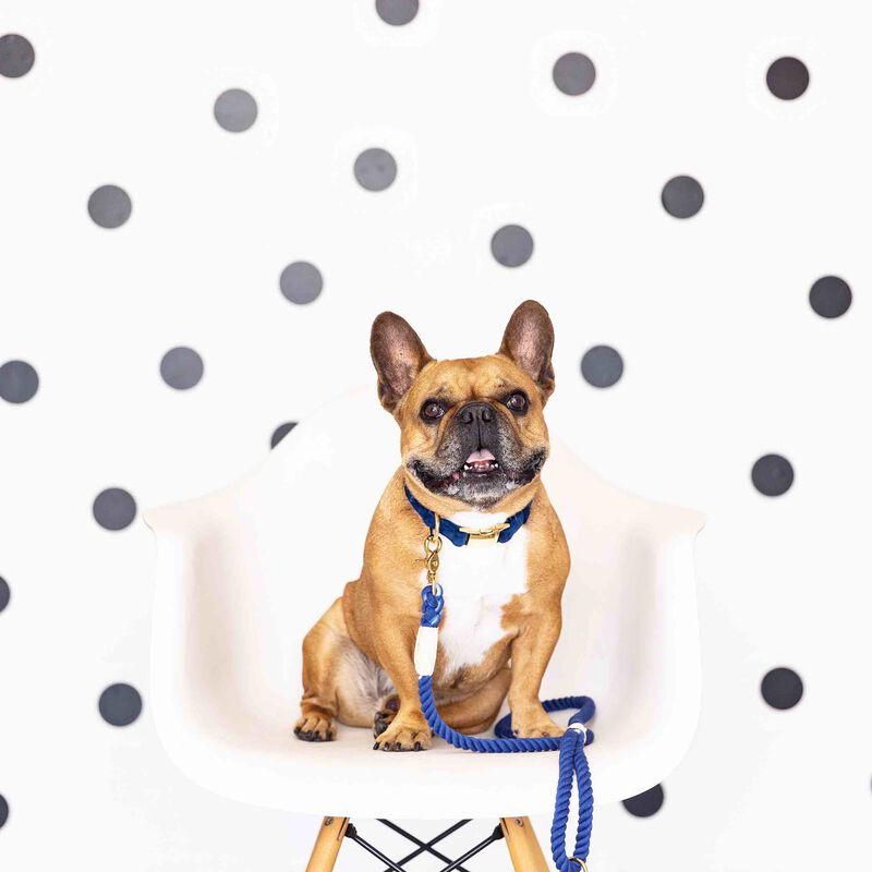 Tatum Rope Dog Leash image number 1