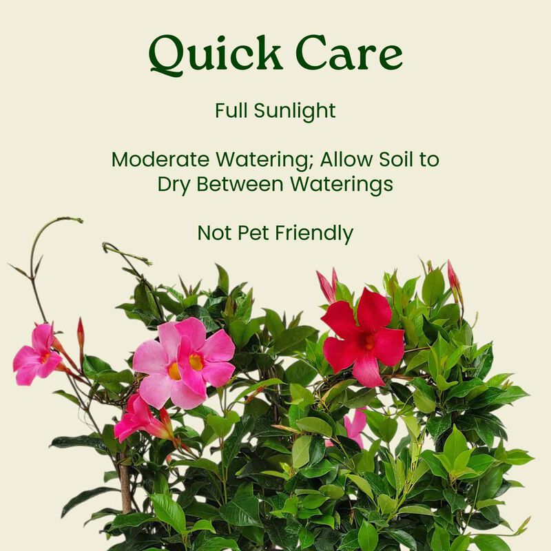 Pretty Pink Dipladenia Vine in 1 Gallon Nursery Pot 1 ‑Pack image number 5