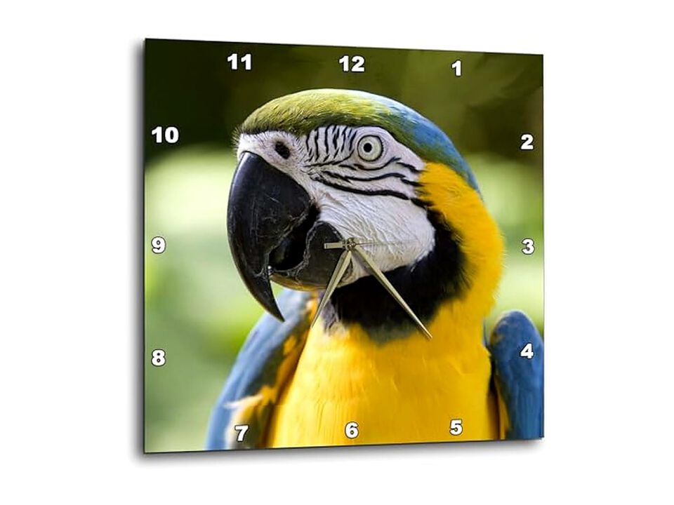 Parrot Wall Clock 10 Inch Home Decor
