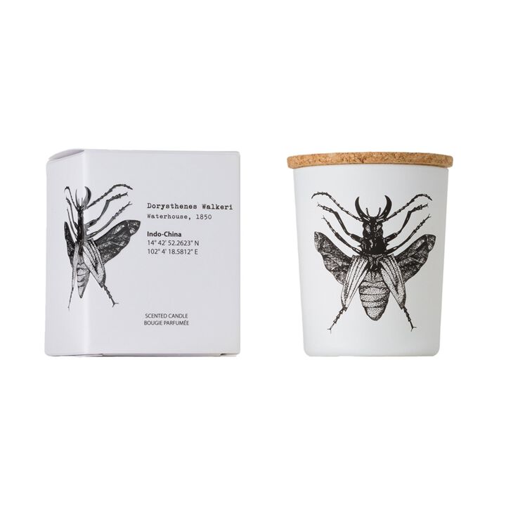 Candle in Jar INSECT 75gr DORYSTHENES WALKERI 2.36 diam. x 2.95 in