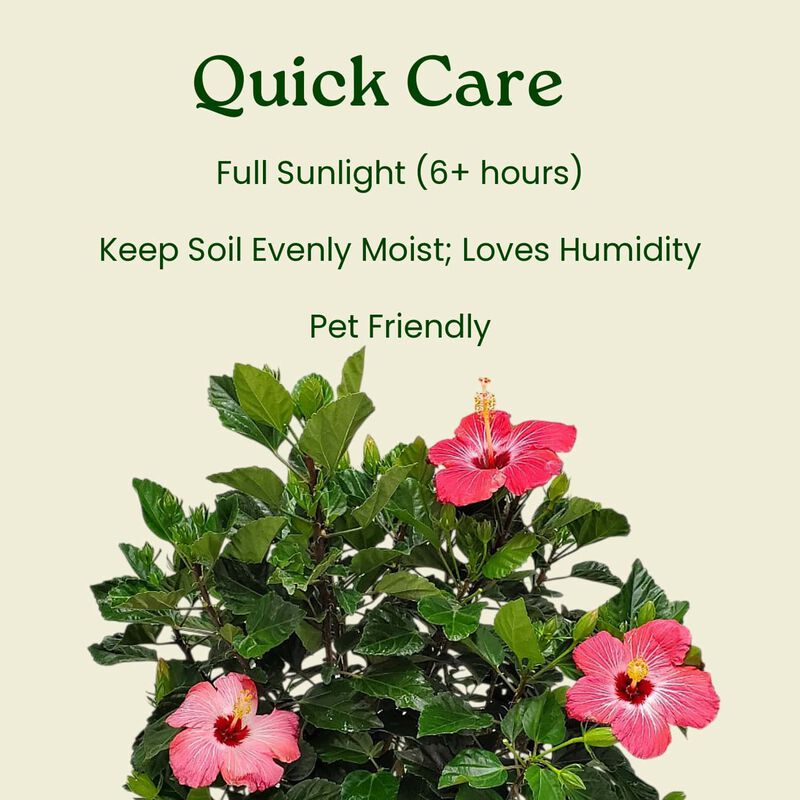 Hibiscus Bush in 3 Gallon Nursery Pot 1 ‑Pack image number 5