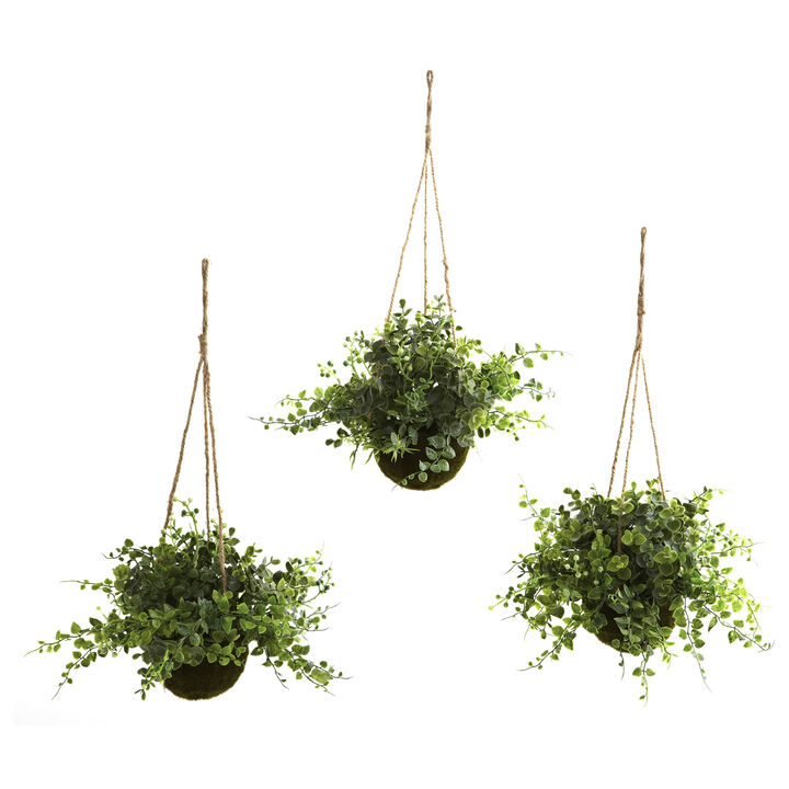 HomPlanti Eucalyptus, Maiden Hair & Berry Hanging Basket (Set of 3)