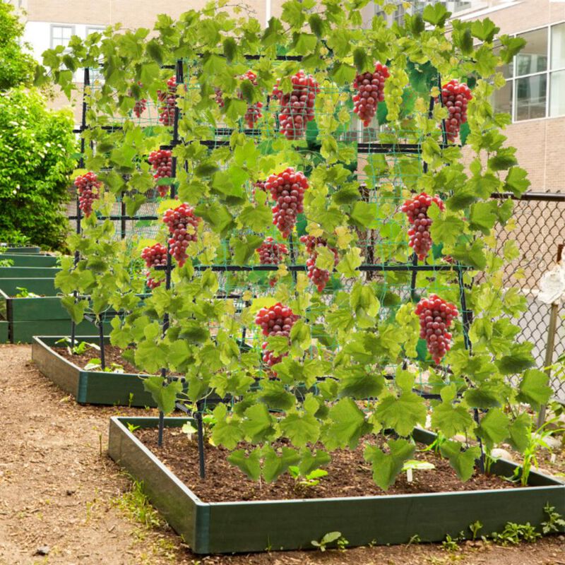 Hivvago A-Frame Garden Cucumber Trellis with Netting for Climbing Plants Outdoor