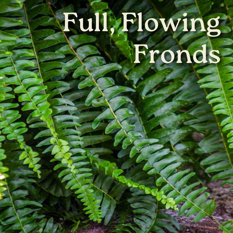 Boston Fern in 10 Inch Hanging Basket 1 Pack image number 1