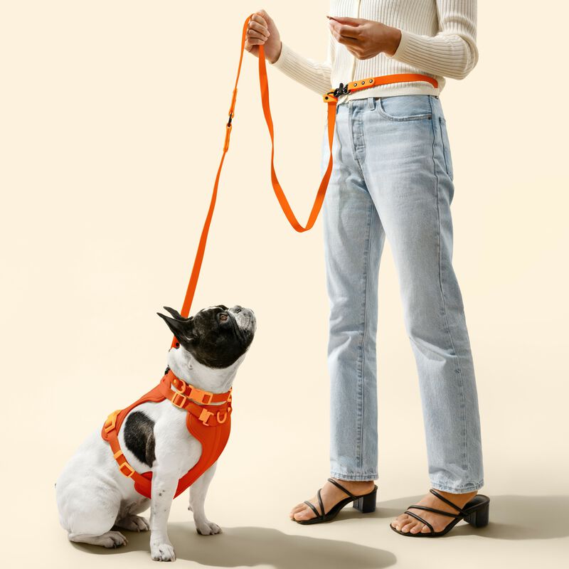 Luna  Adjustable 6-in-1 Waterproof Hands-Free Leash and Collar with LED Flashlight