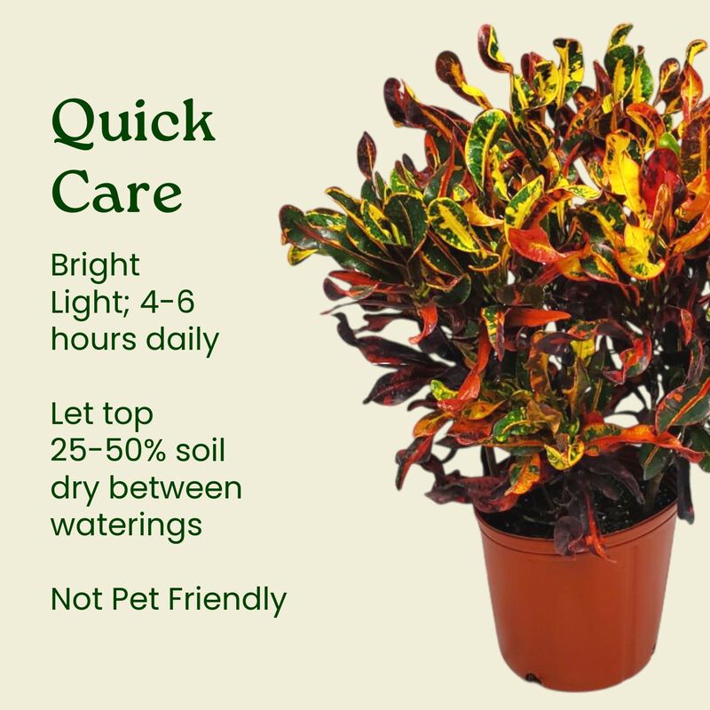 Croton Mammy Plant in 1 Gallon Nursery Pot 1 ‑Pack image number 5