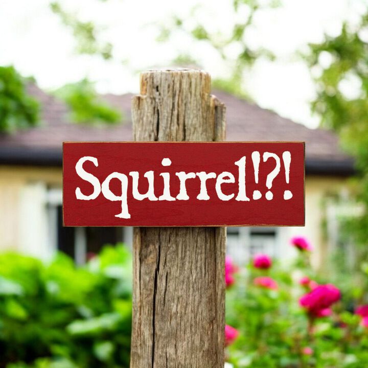 Squirrel Wood Sign Rustic Farmhouse Wall Decor for Living Room, Cabin or Entryway