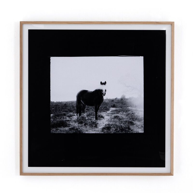 Blank Horse image number 1