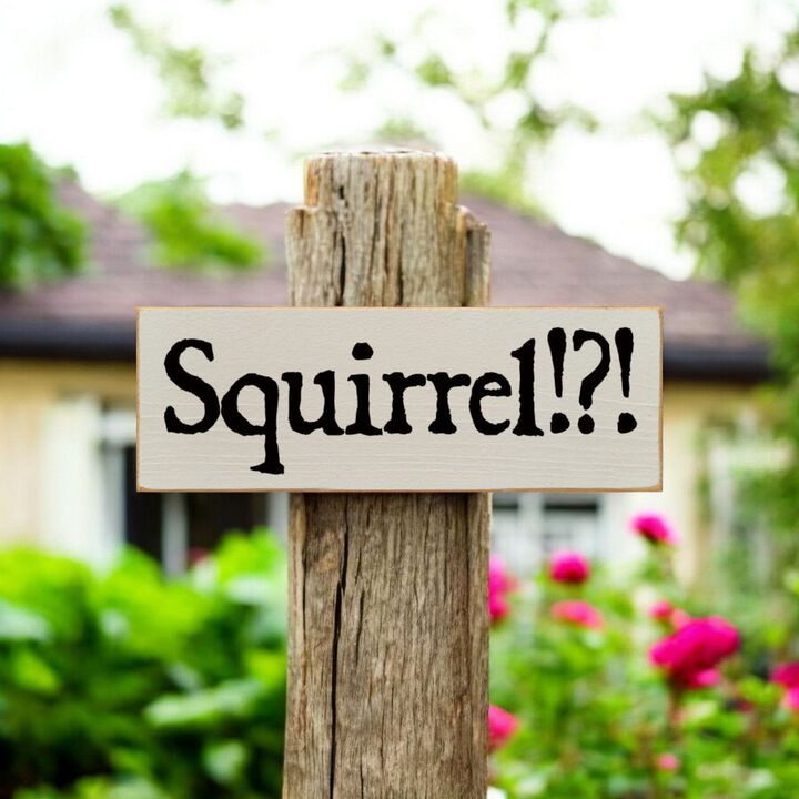 Squirrel Wood Sign Rustic Farmhouse Wall Decor for Living Room, Cabin or Entryway