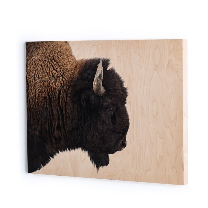 American Bison by Getty Images