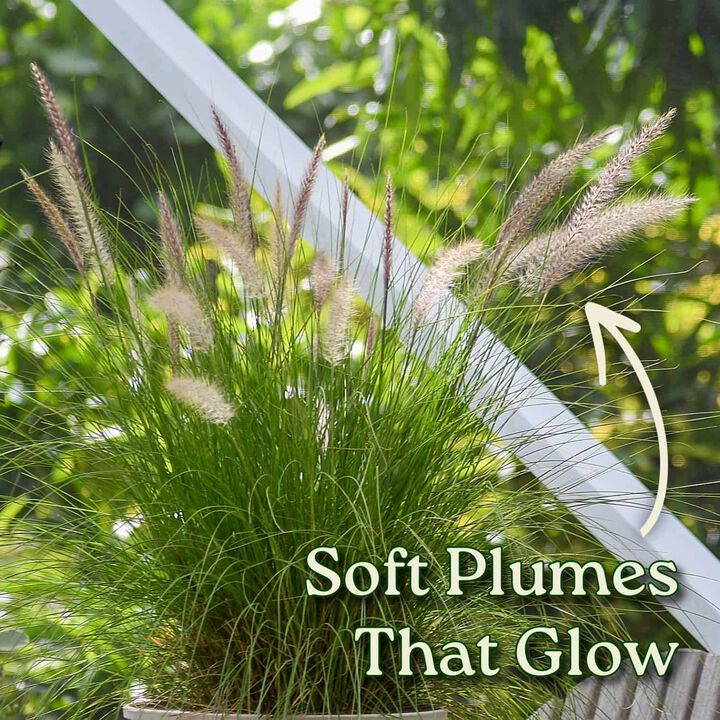 Purple Fountain Grass Ornamental Grass in 3 Gallon Nursery Pot 1 -Pack