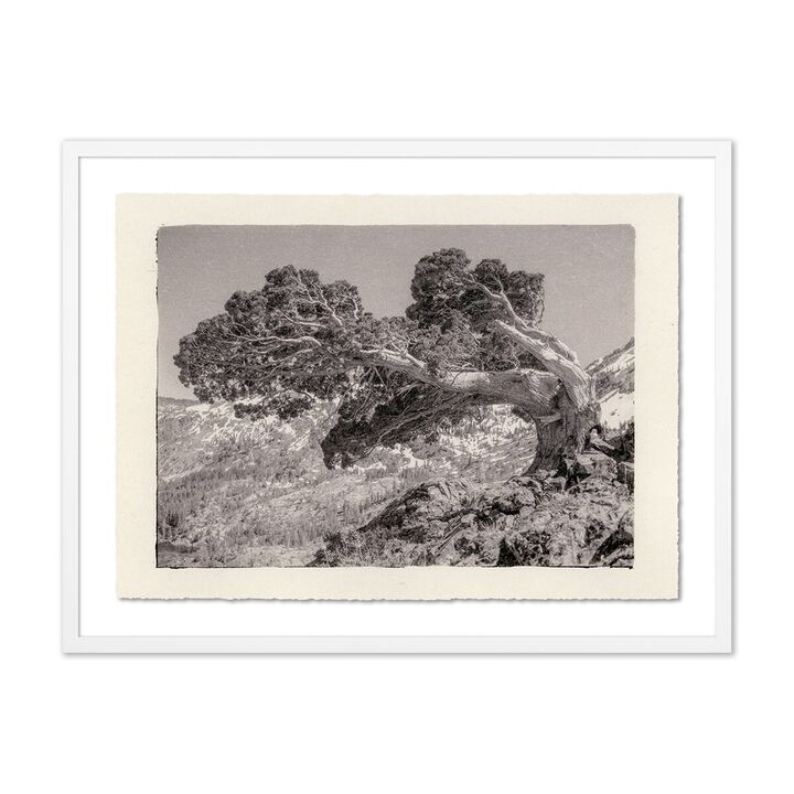 Juniper Gampi