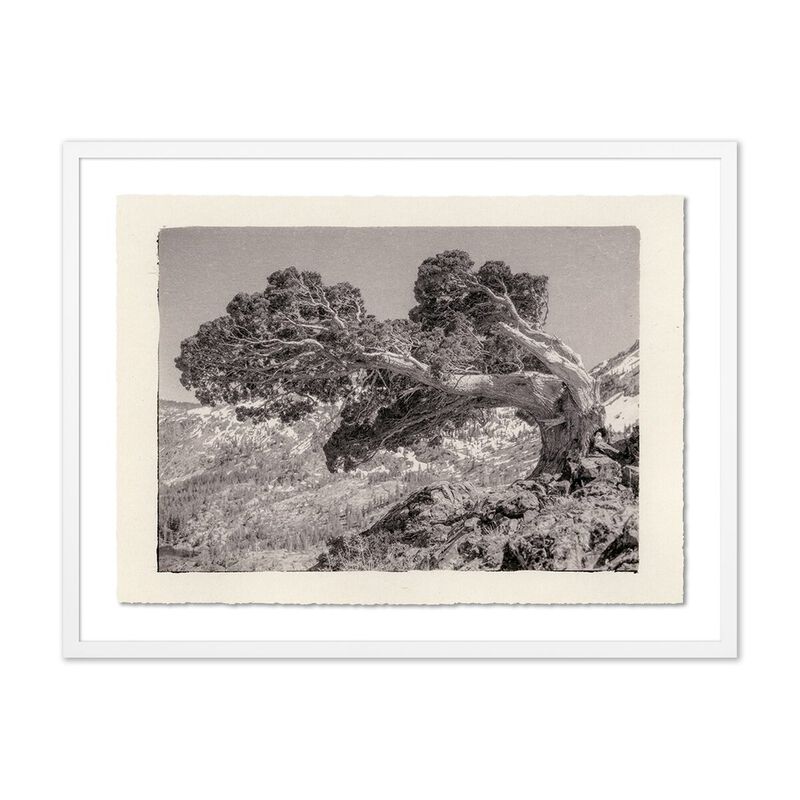 Juniper Gampi image number 0