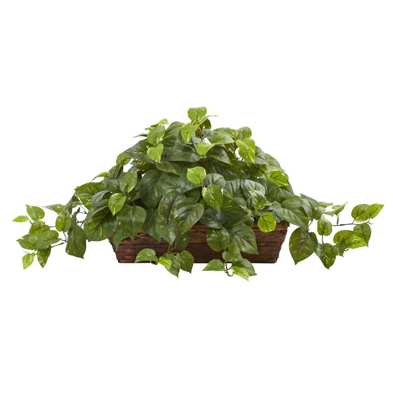 Hivvago Pothos w/Ledge Basket