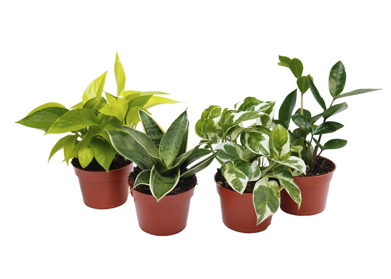 Low Maintenance Houseplants 4 pack