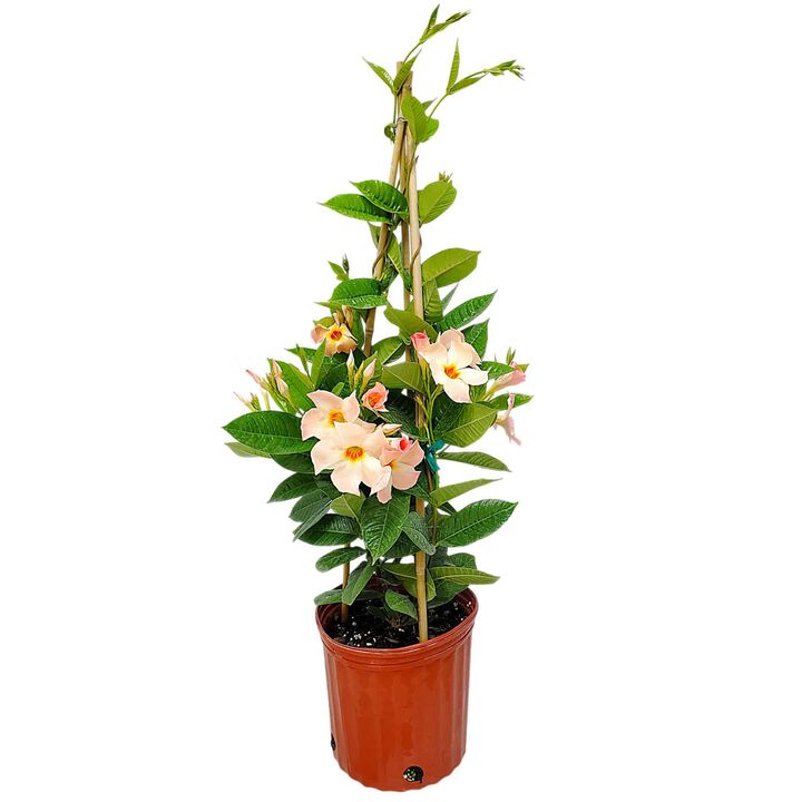 Giant White Mandevilla Vine in 3 Gallon Nursery Pot 1 ‑Pack