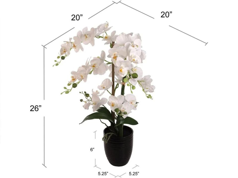 25 Inch Phalaenopsis Orchid Floral Arrangement in Decorative Black Ceramic Vase. 17” Diameter