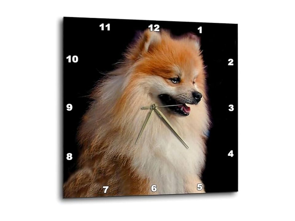 Pomeranian Portrait Wall Clock 10 Inch Home Decor