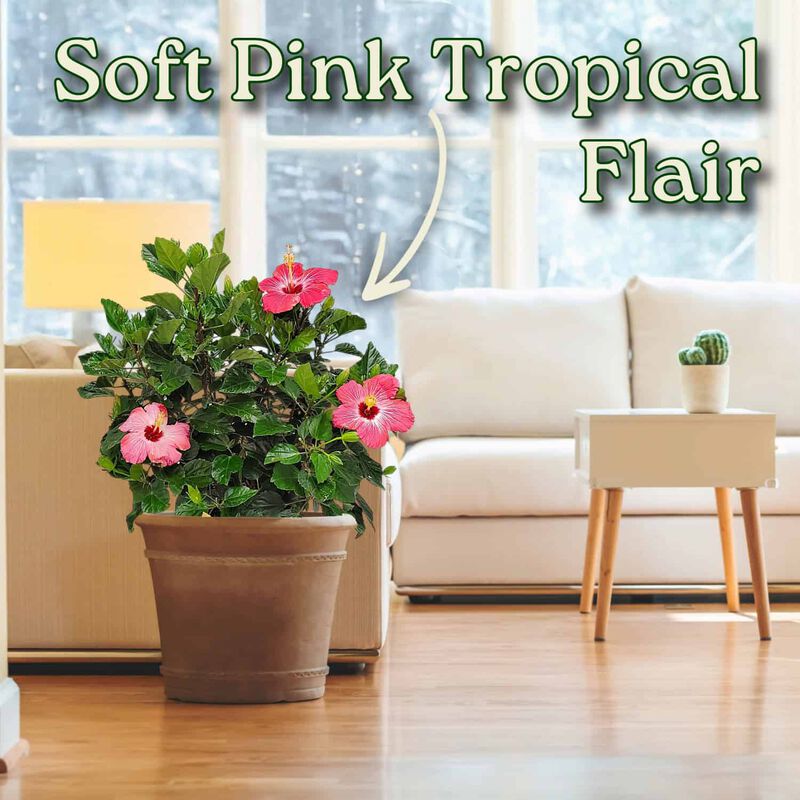 Hibiscus Bush in 3 Gallon Nursery Pot 1 ‑Pack image number 4