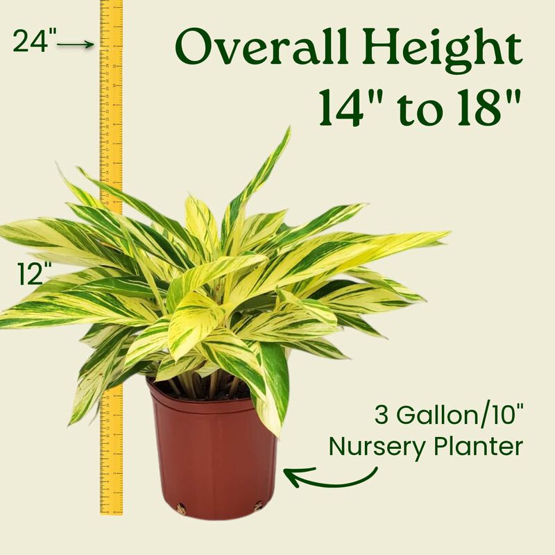 Variegated Ginger Plant in 3 Gallon Nursery Pot 1 ‑Pack image number 2
