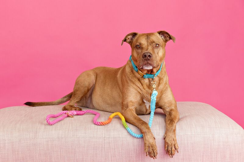 Marley Rope Dog Leash image number 1