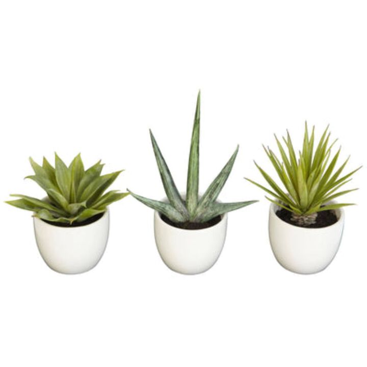 HomPlanti Southwest Collection (Set of 3)