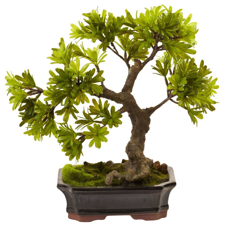 Hivvago 14 Inches Podocarpus w/Mossed Bonsai Planter