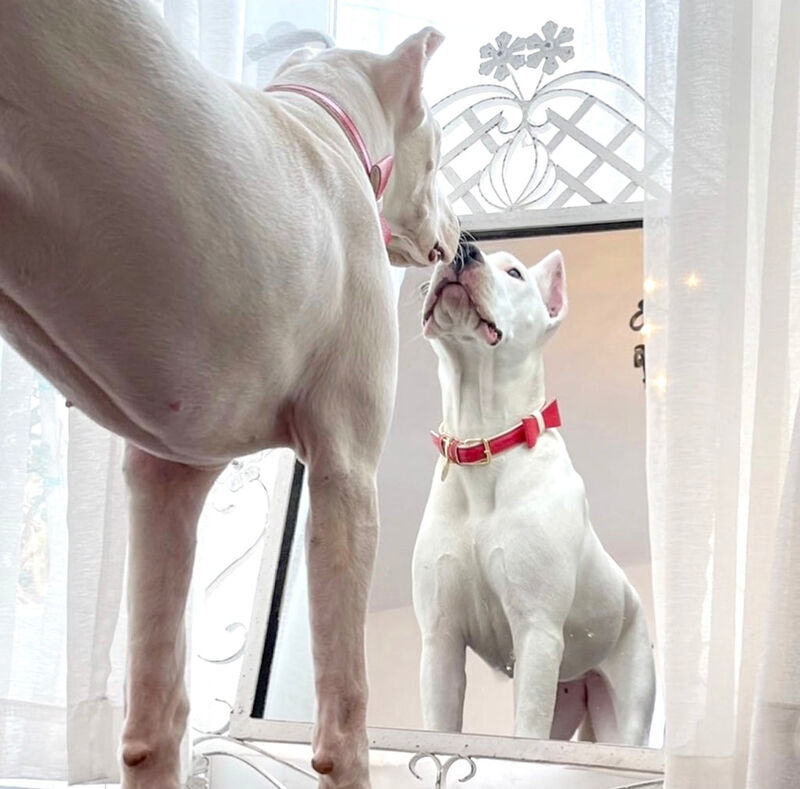 POISEPUP Cute Handmade Genuine Soft Full Grain Leather Dog Bow Tie - Red | Cream