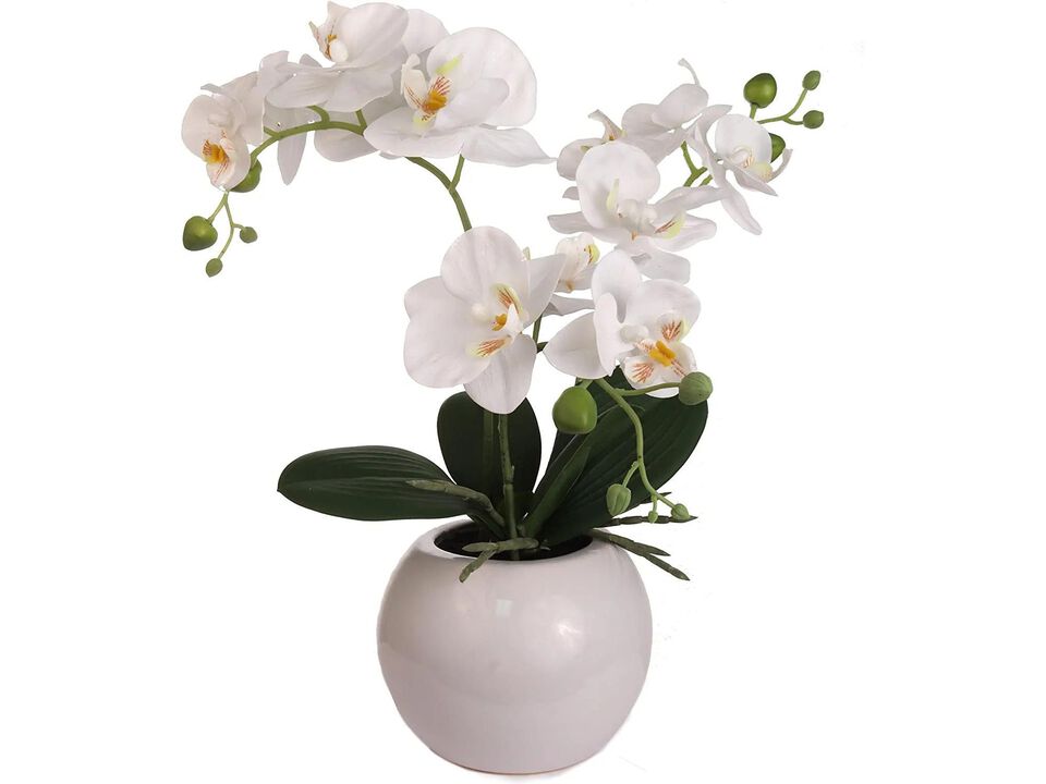 18 Inch Phalaenopsis Orchid Floral Arrangement in Decorative White Ceramic Vase. 14 Inch Diameter