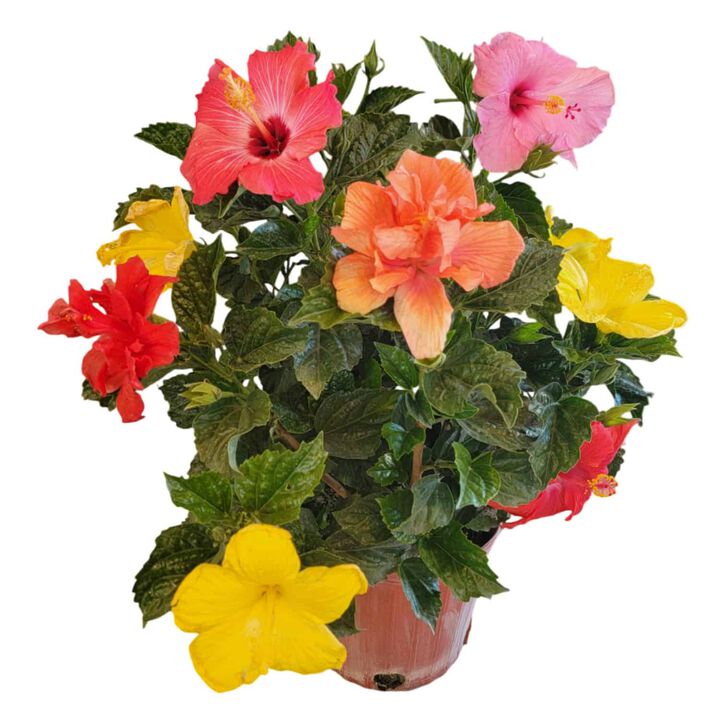 Hibiscus Bush in 3 Gallon Nursery Pot 1 ‑Pack