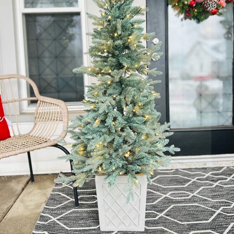 4.5 Foot Barcelona Blue Spruce Potted Tree image number 7
