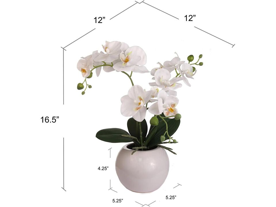 18 Inch Phalaenopsis Orchid Floral Arrangement in Decorative White Ceramic Vase. 14 Inch Diameter