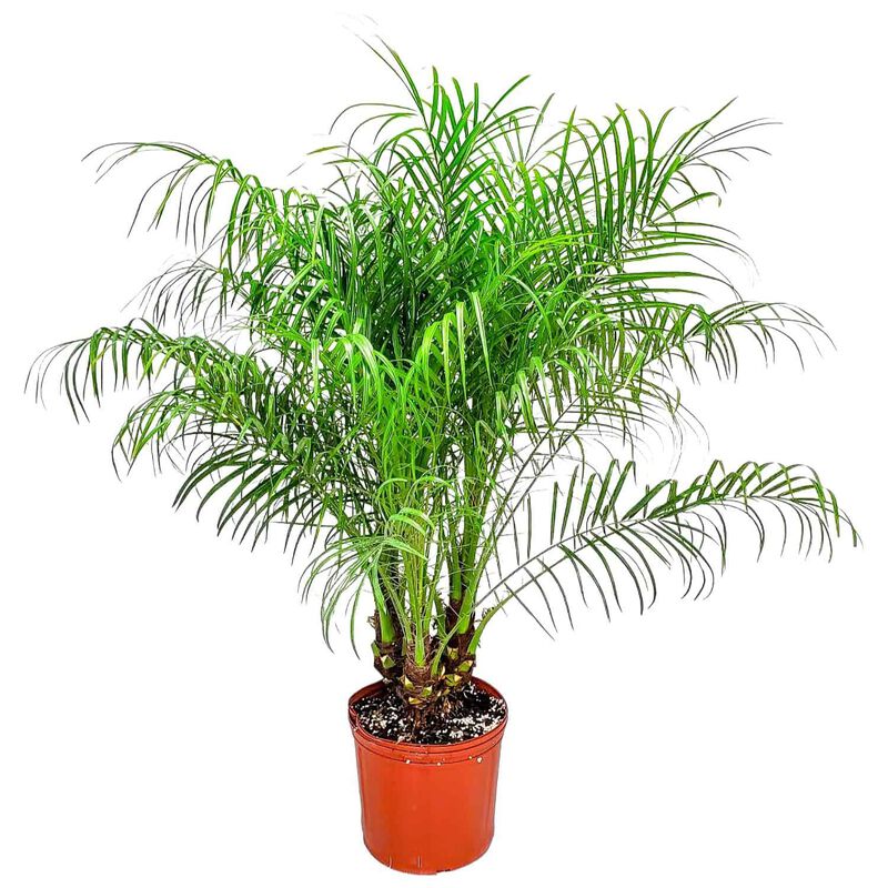 Pygmy Date Palm in 3 Gallon Nursery Pot 1 ‑Pack image number 0