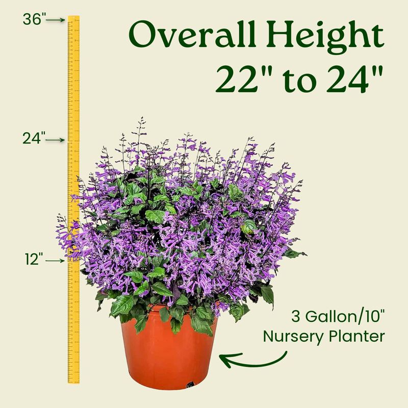 Mona Lavender in 3 Gallon Nursery Pot 1 ‑Pack image number 2